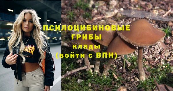 ГАЛЛЮЦИНОГЕННЫЕ ГРИБЫ Горно-Алтайск